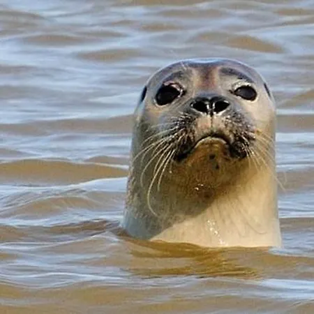 Avec Mezzanine Berck-plage Hyper-centre דירה *