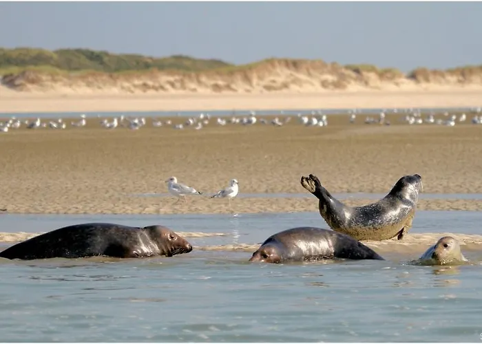Avec Mezzanine Berck-plage Hyper-centre * Berck